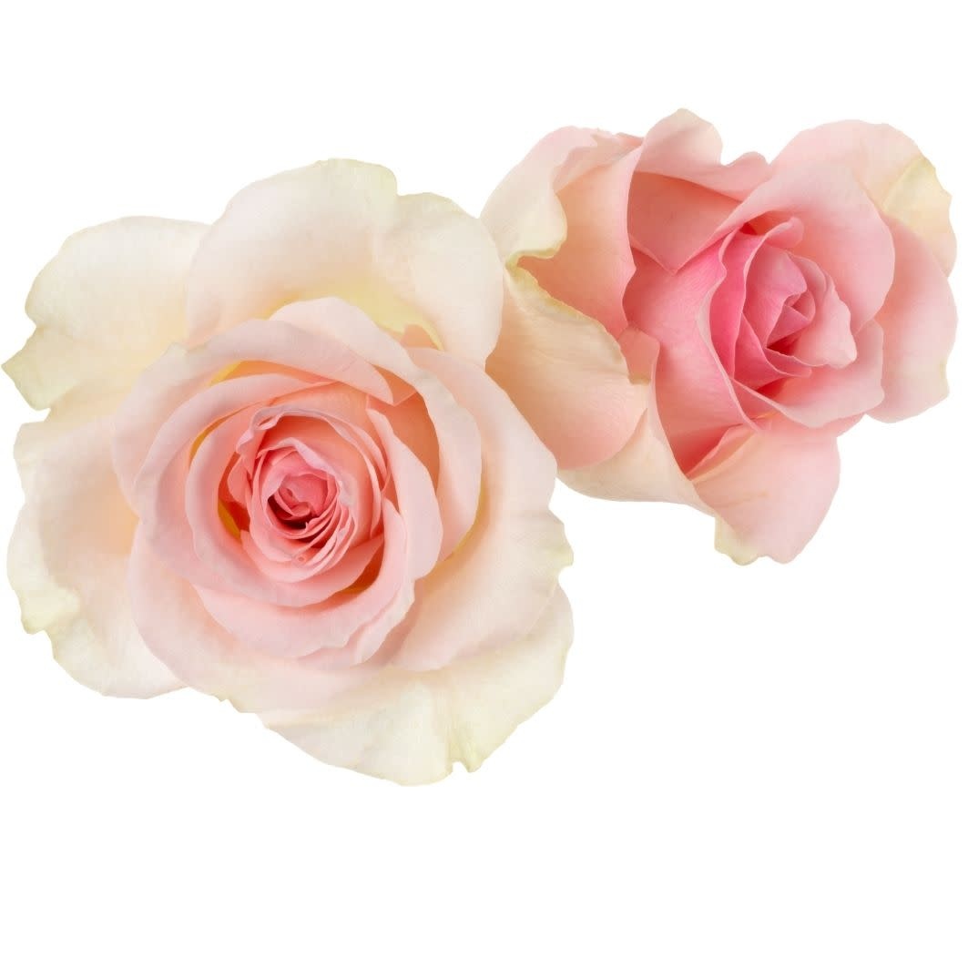 Rozen