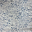 De Stoffenkamer Double Gauze Tetra herbs in blue