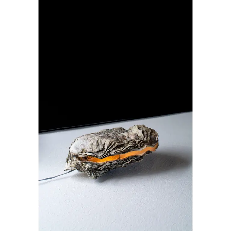 Daan Liefste Oester Lampje