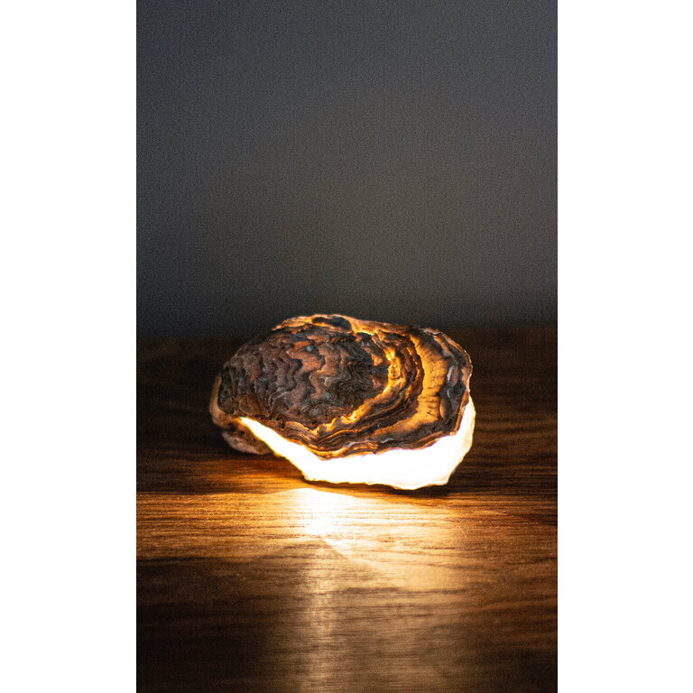 Daan Liefste Oester Lampje