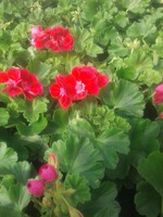 Geranium kleur rood