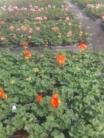 Geranium kleur oranjerood of wit enz...