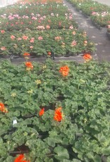 Geranium kleur oranjerood
