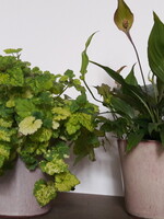 Set van 2 kamerplanten in pot