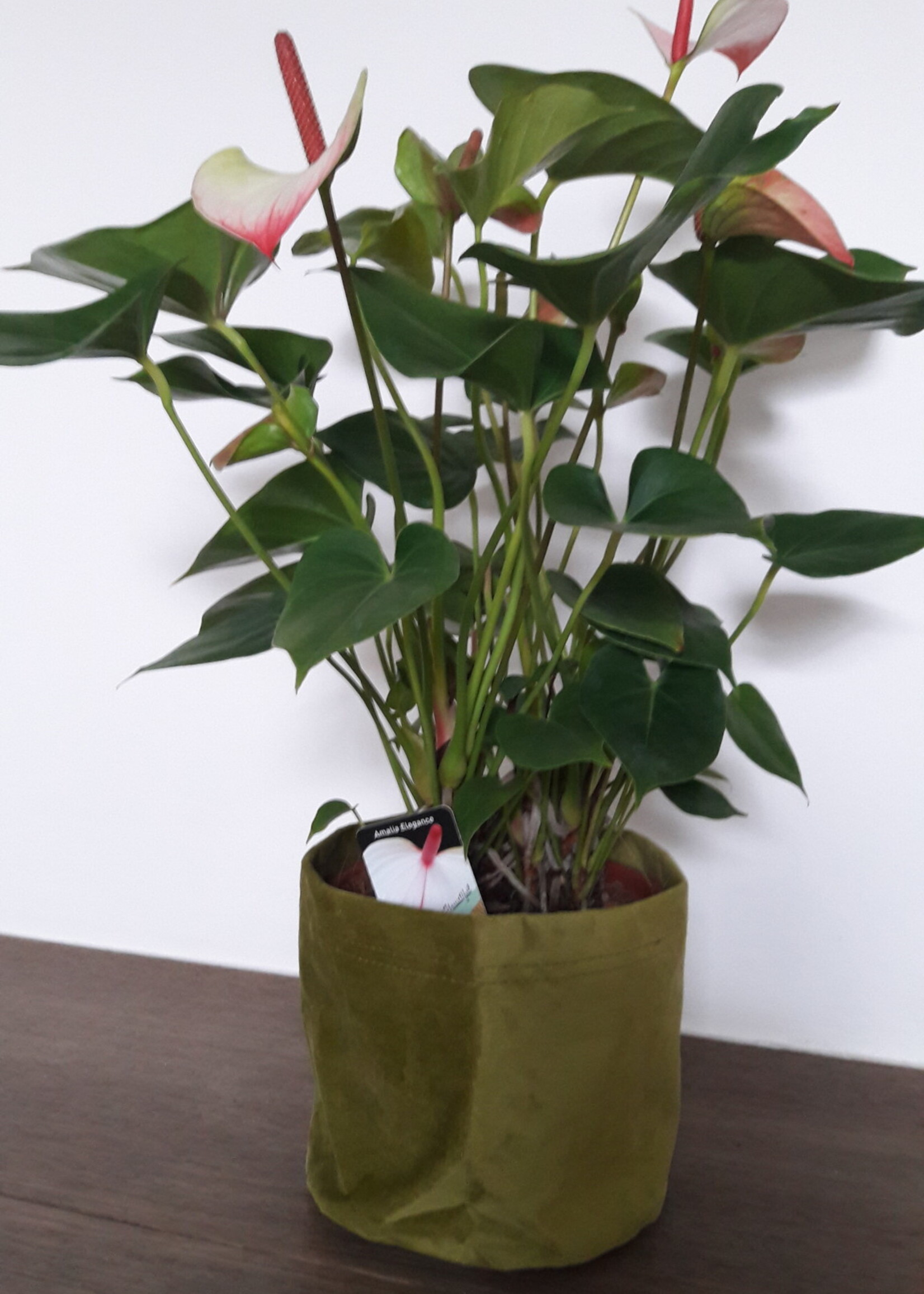 Anthurium Amalia Elegance + mandje