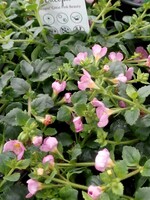 Bacopa roze