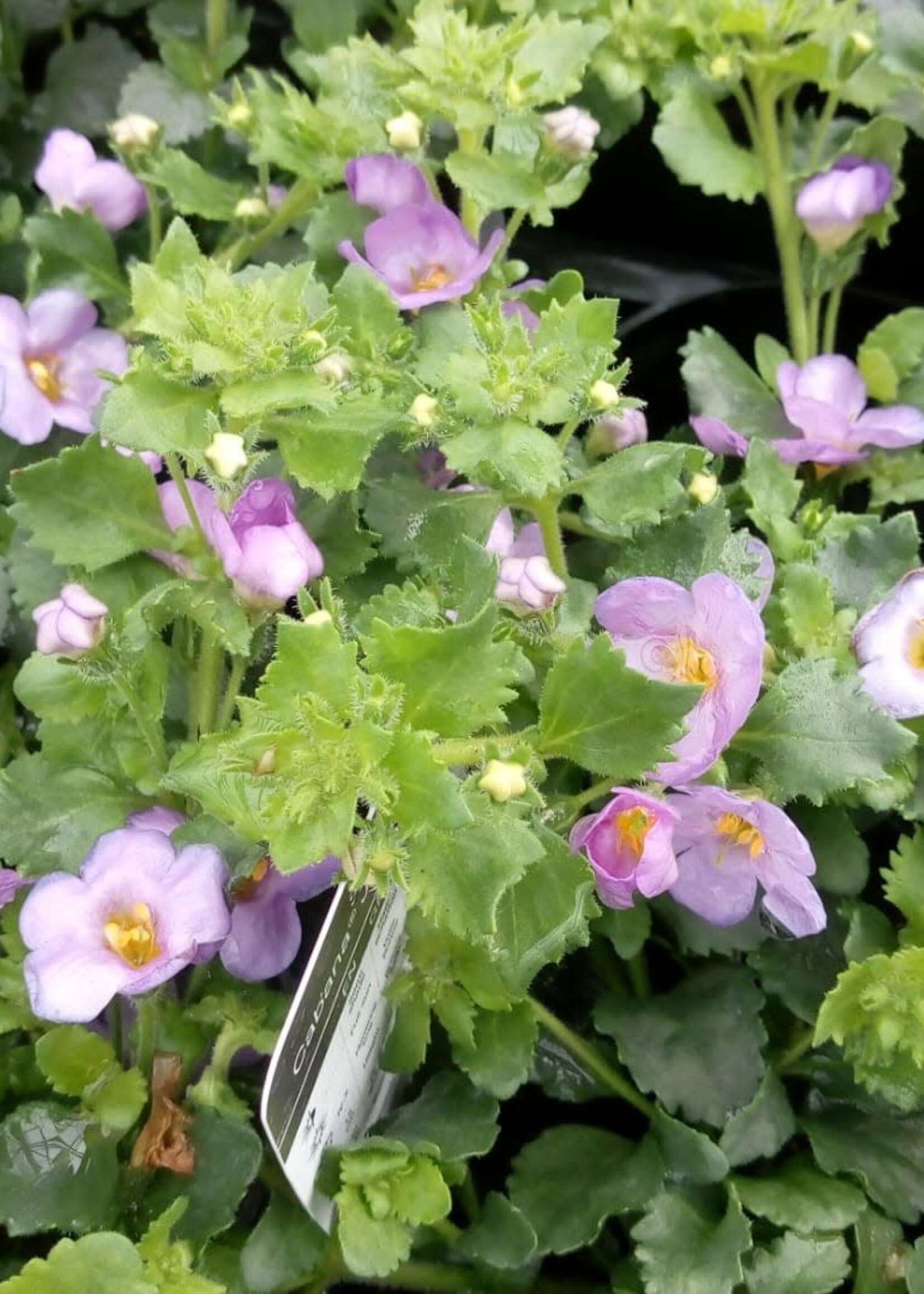 Bacopa Violet