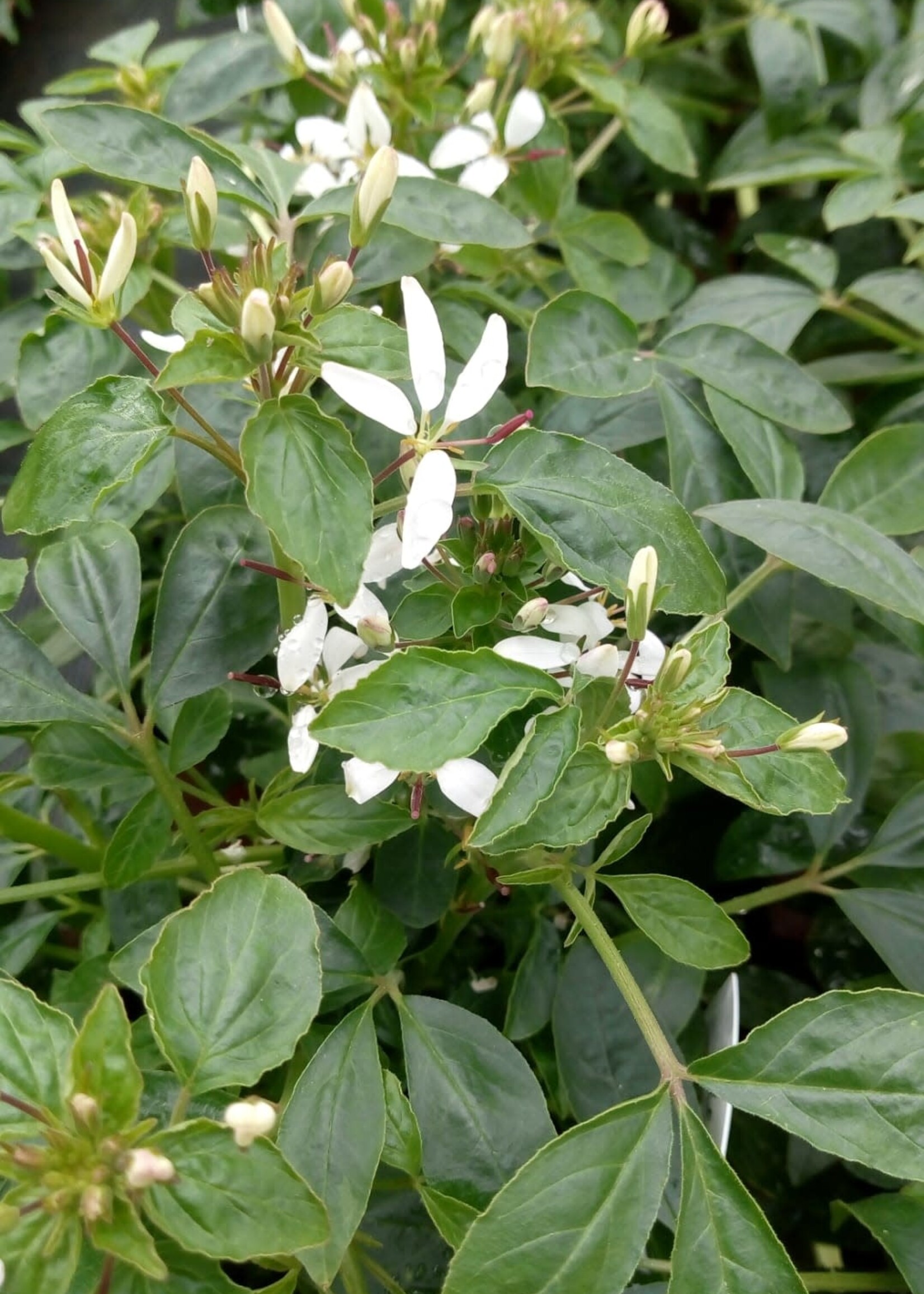 Cleome wit