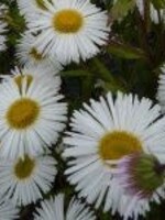 Erigeron white