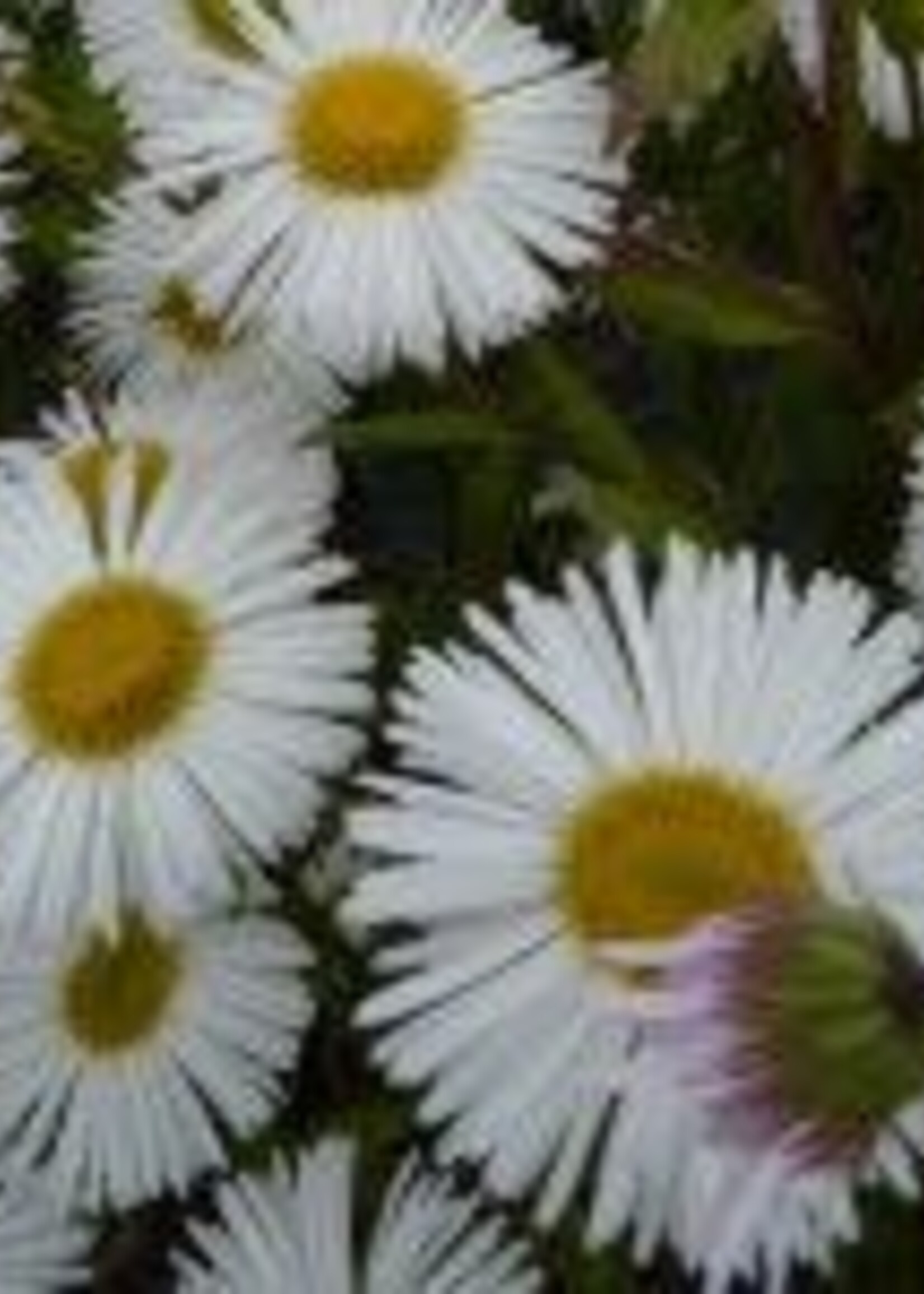 Erigeron white