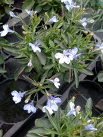 Lobelia witblauw