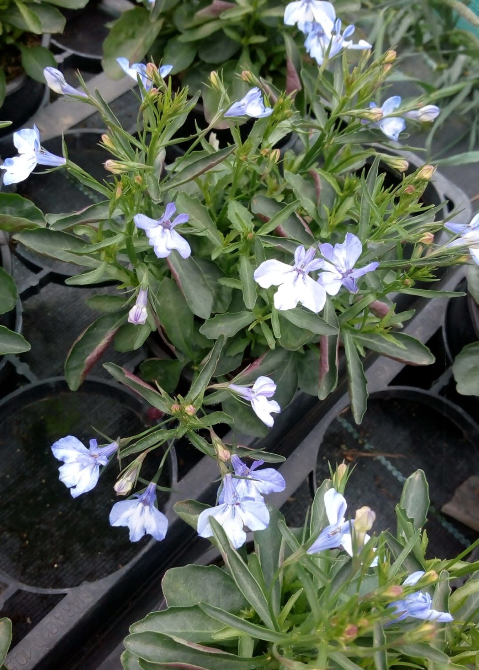 Lobelia witblauw