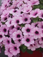 Petunia Capella