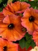 Petunia cinnamon