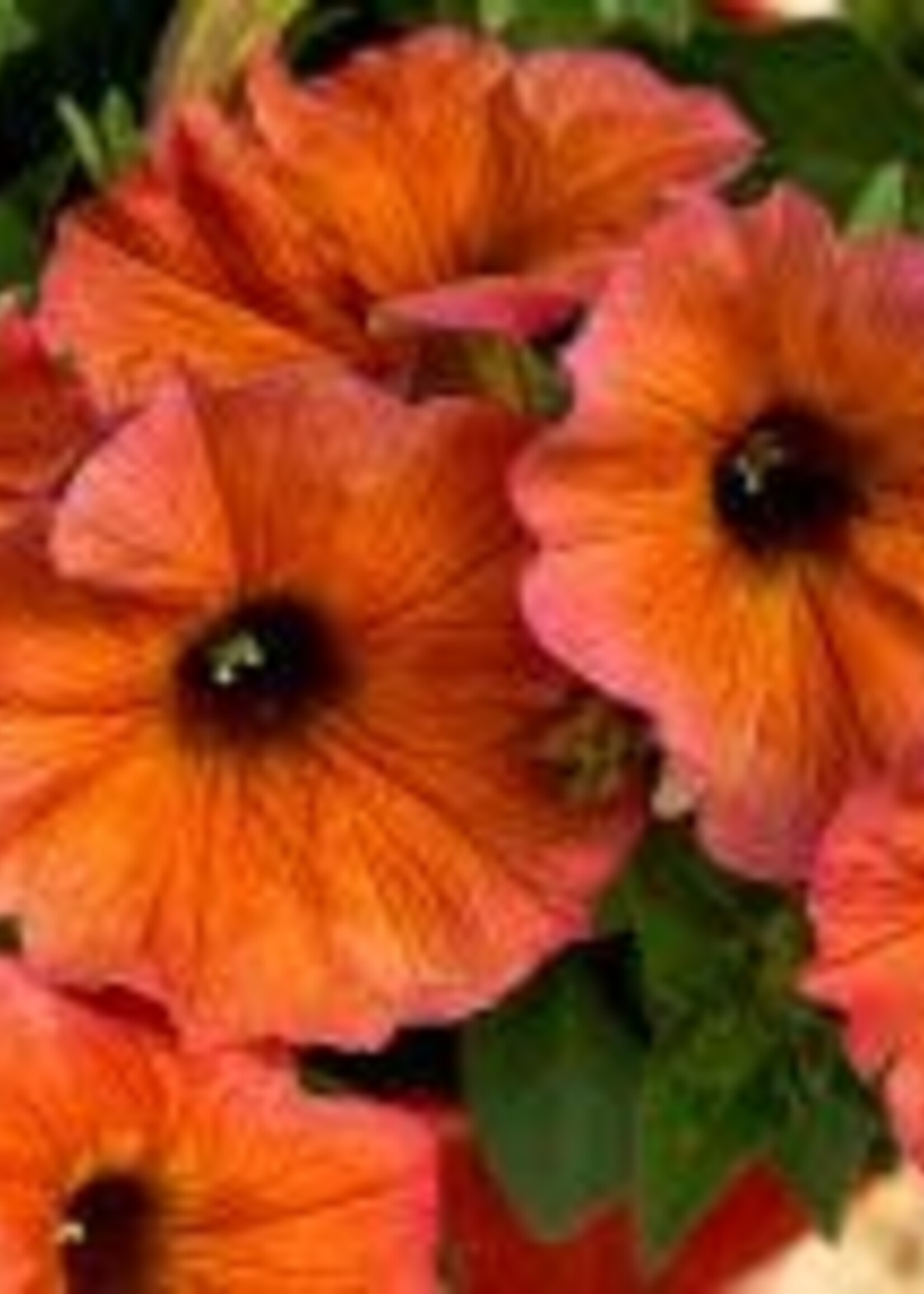 Petunia cinnamon