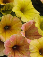 Petunia indian summer