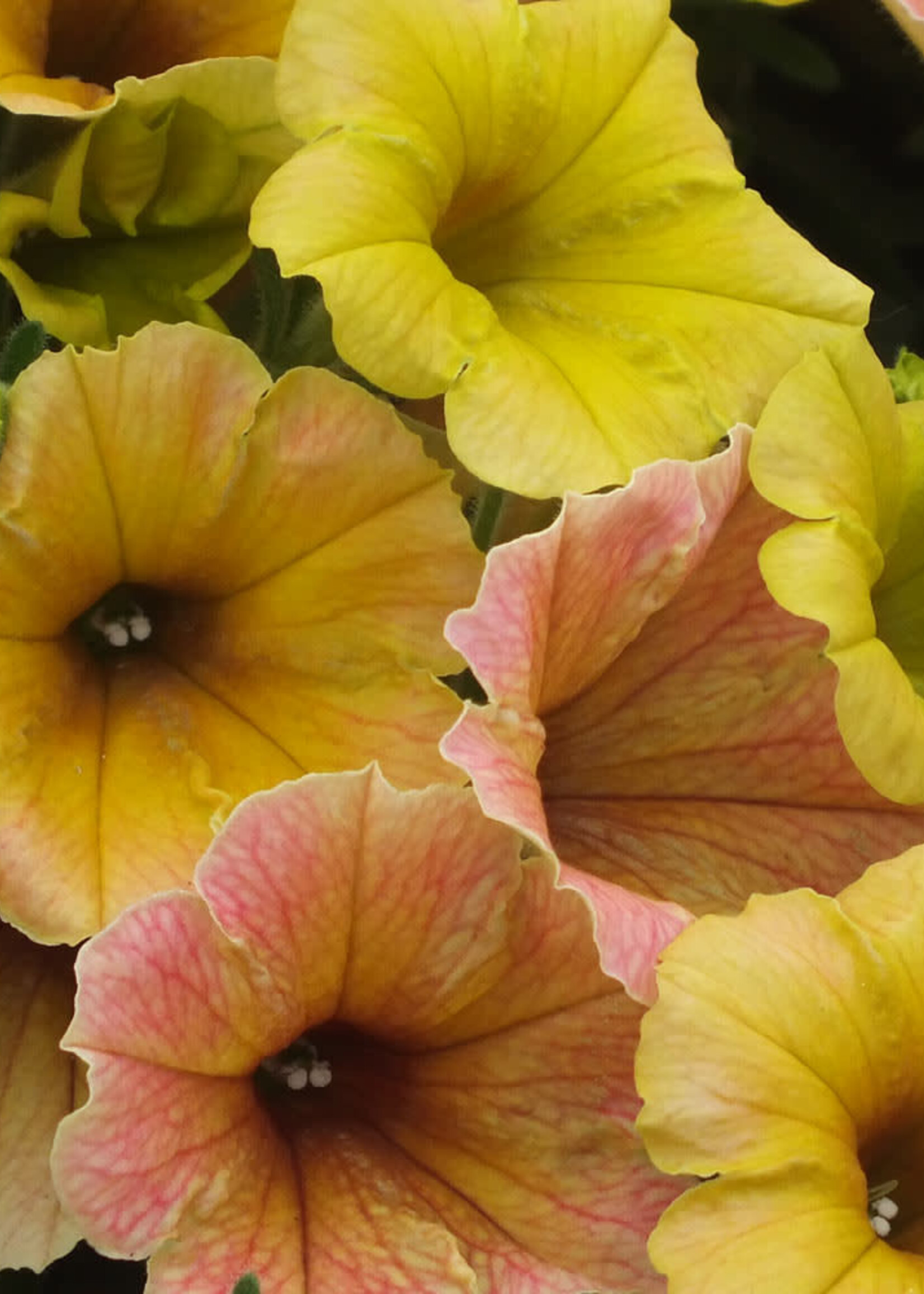 Petunia indian summer