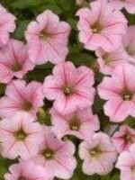 Petunia Littletunia pink