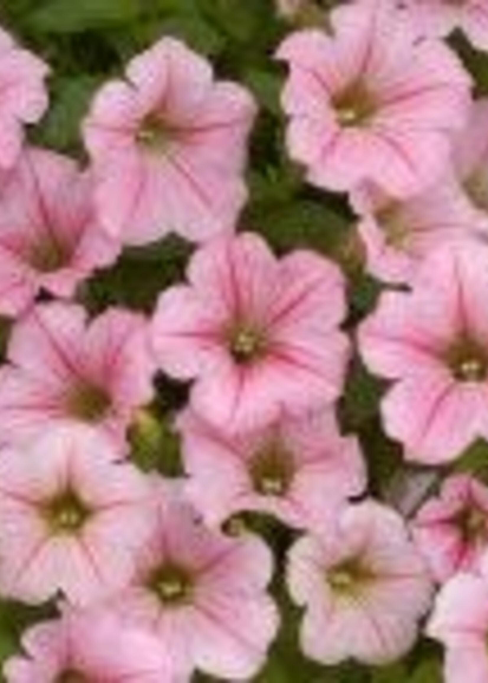 Petunia Littletunia pink