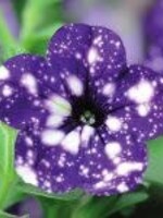 Petunia nightsky