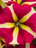 Petunia Queen of hearts