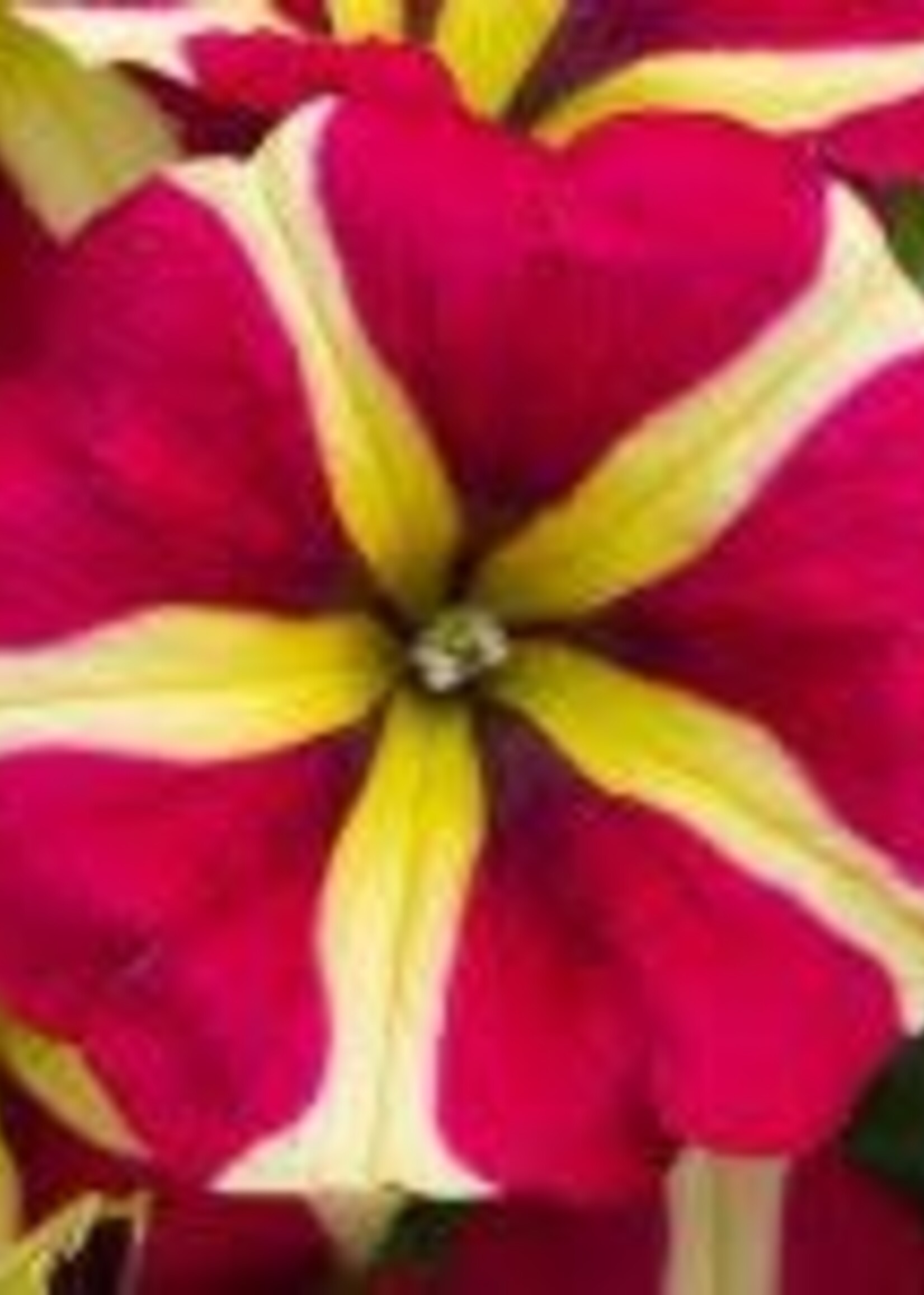 Petunia Queen of hearts