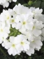 Verbena compact white