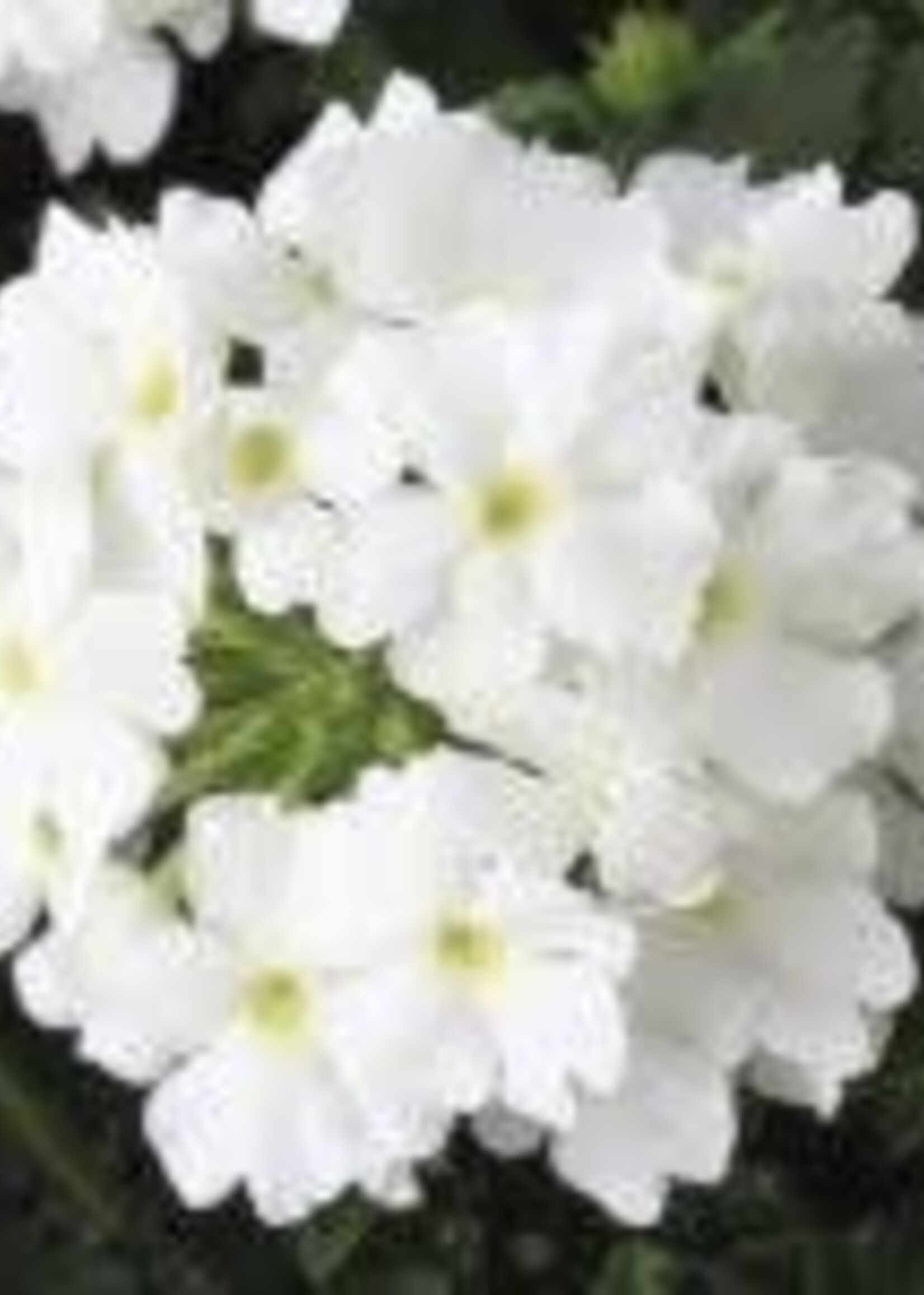 Verbena compact white