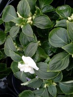 Impatiens white