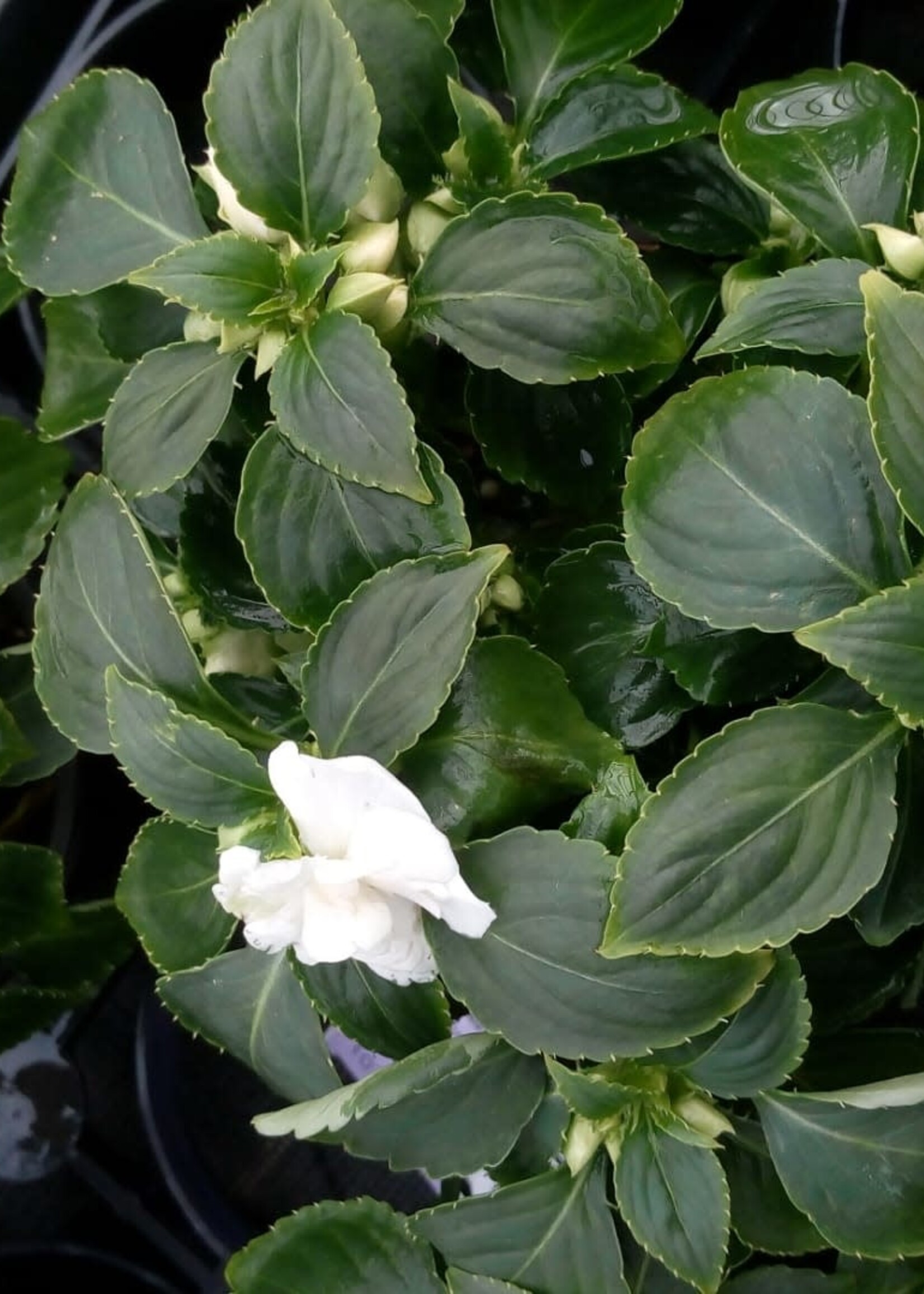 Impatiens white