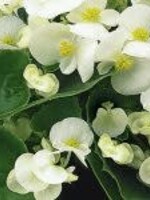 Begonia wit met groenblad