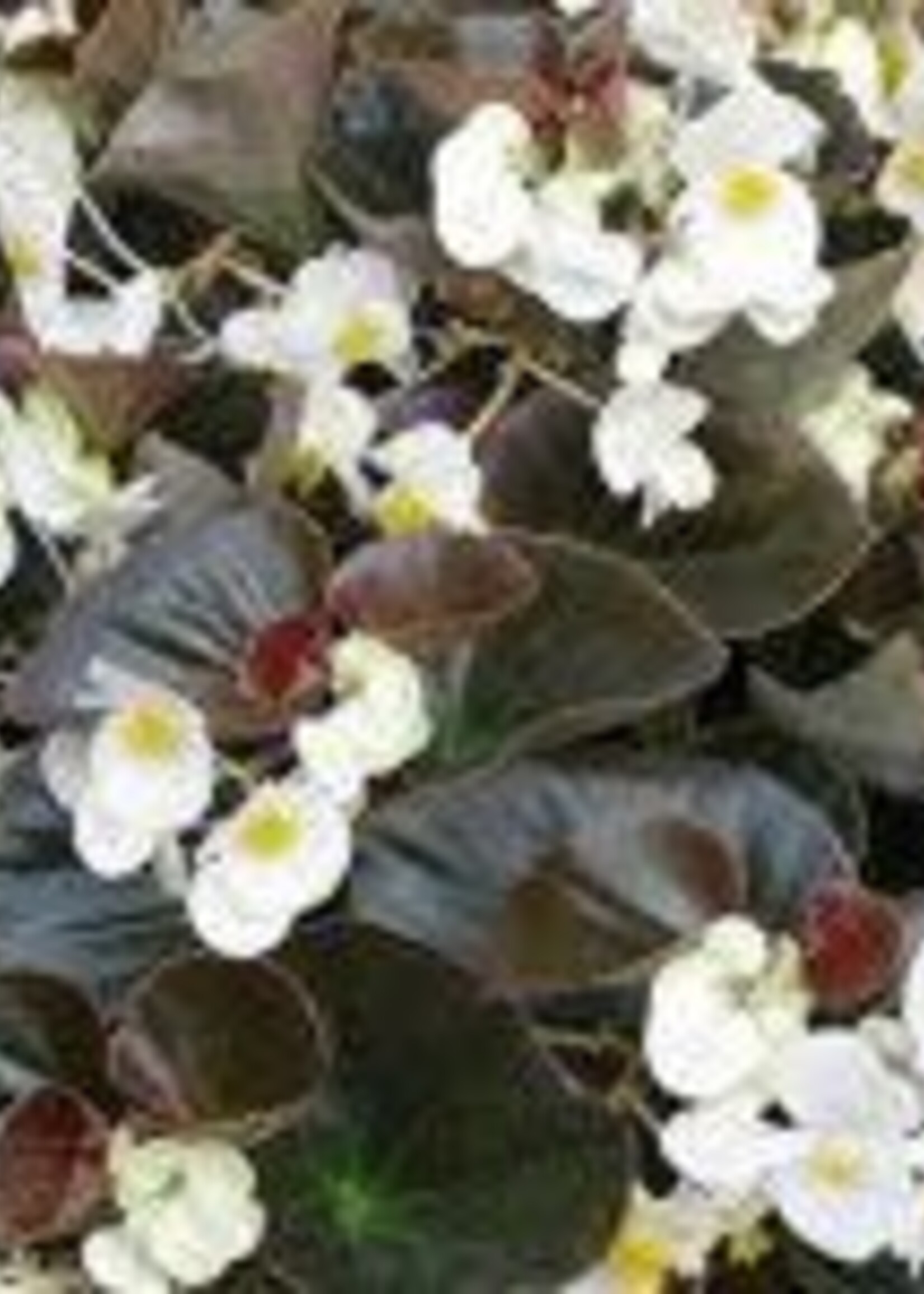 Begonia wit met donker blad
