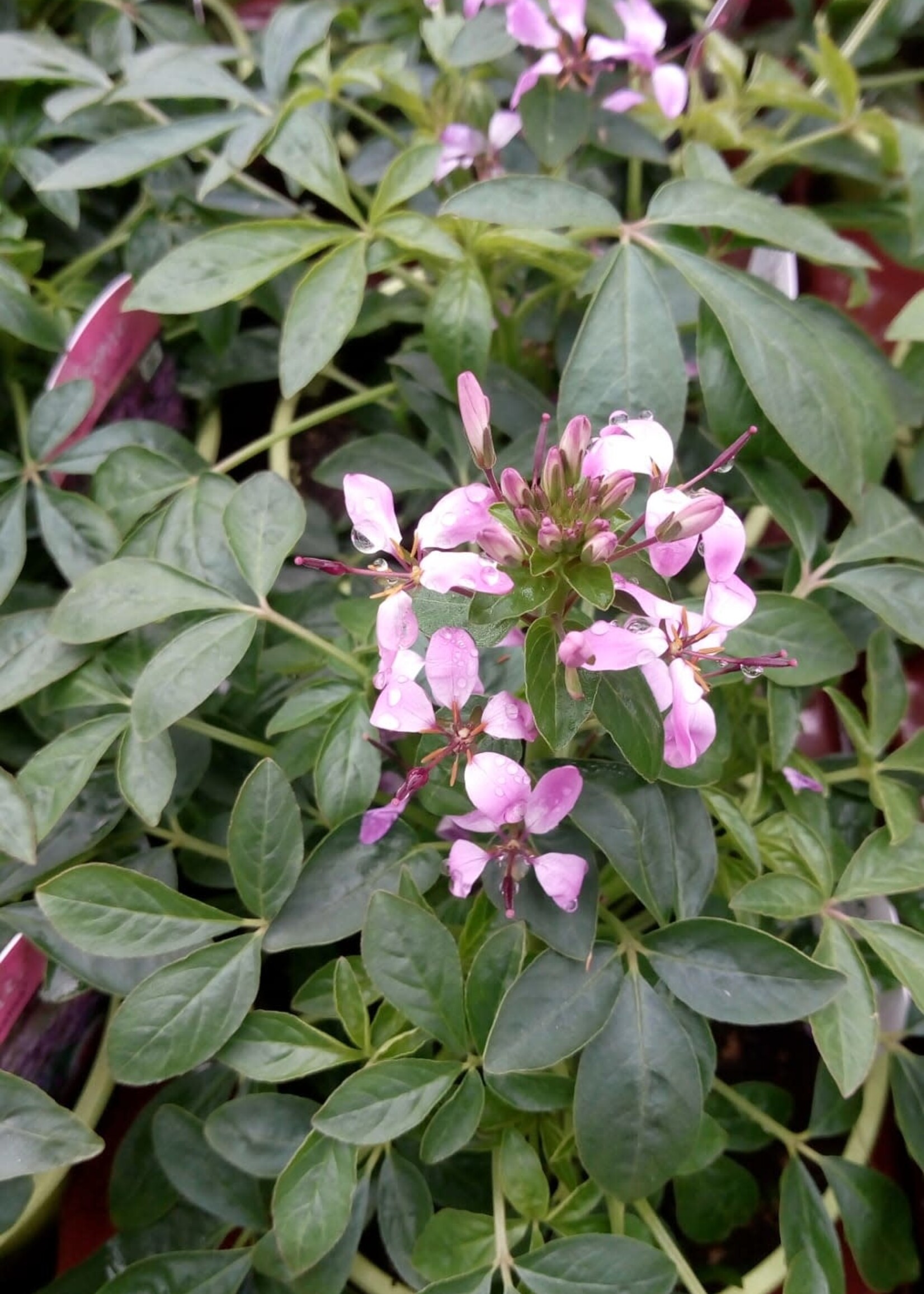 Cleome rose