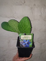 Borage 'Blauwbloeiend'