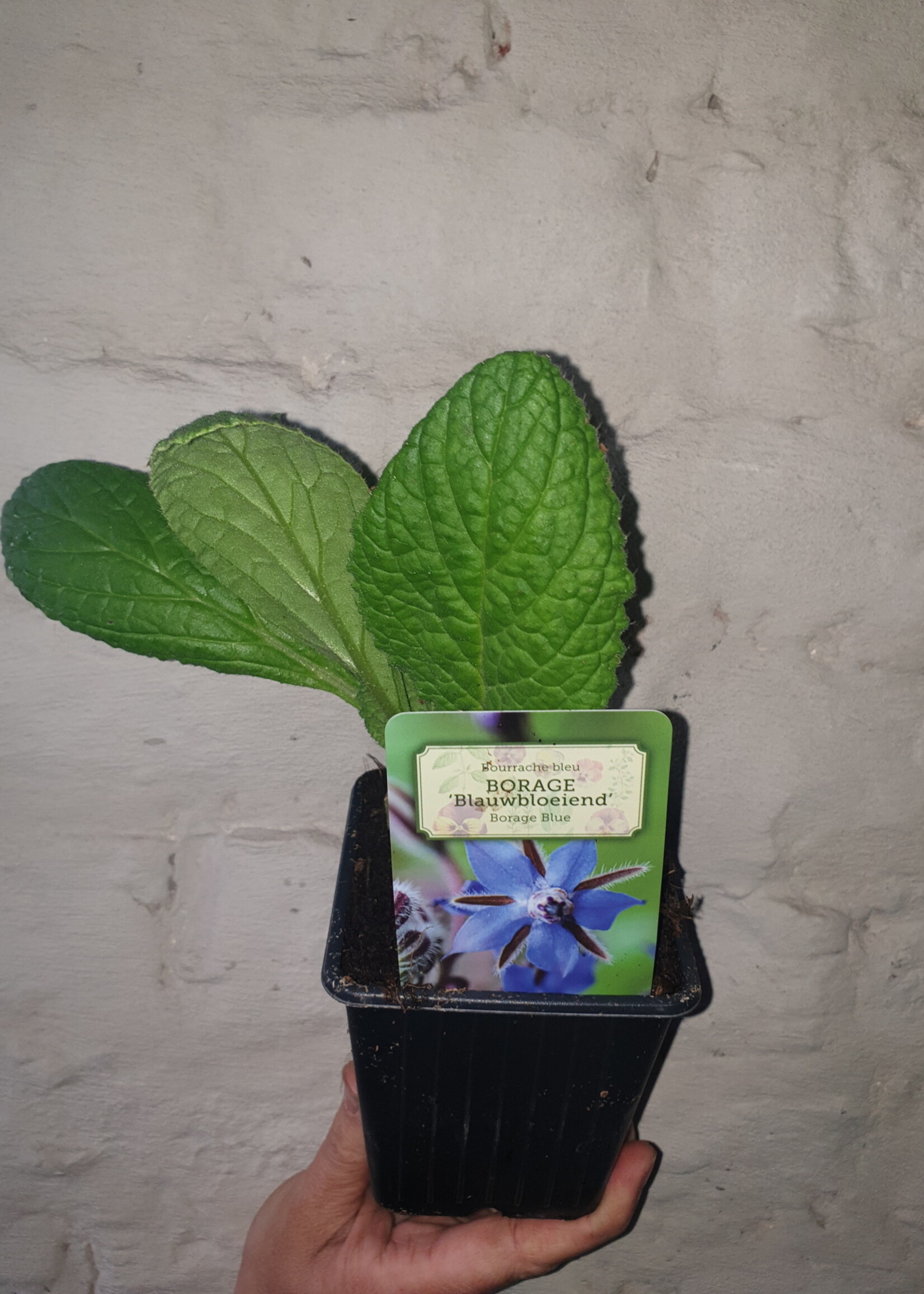 Borage 'Blauwbloeiend'