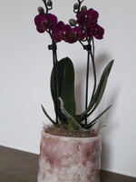 Orchidee in pot Serax