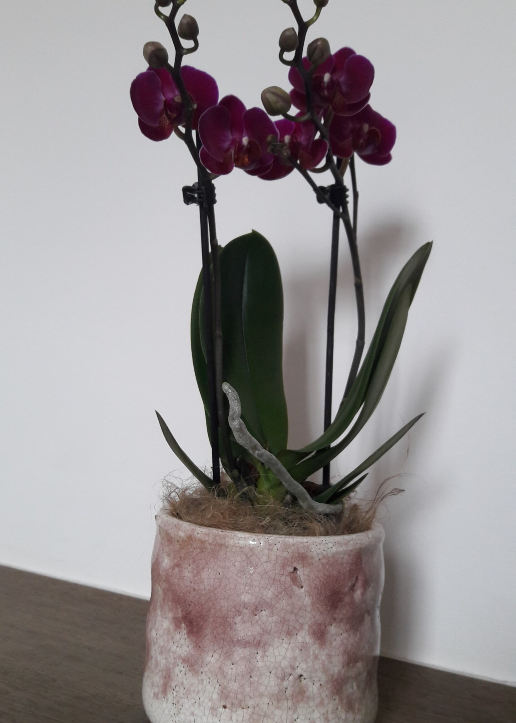 Orchidee in pot Serax