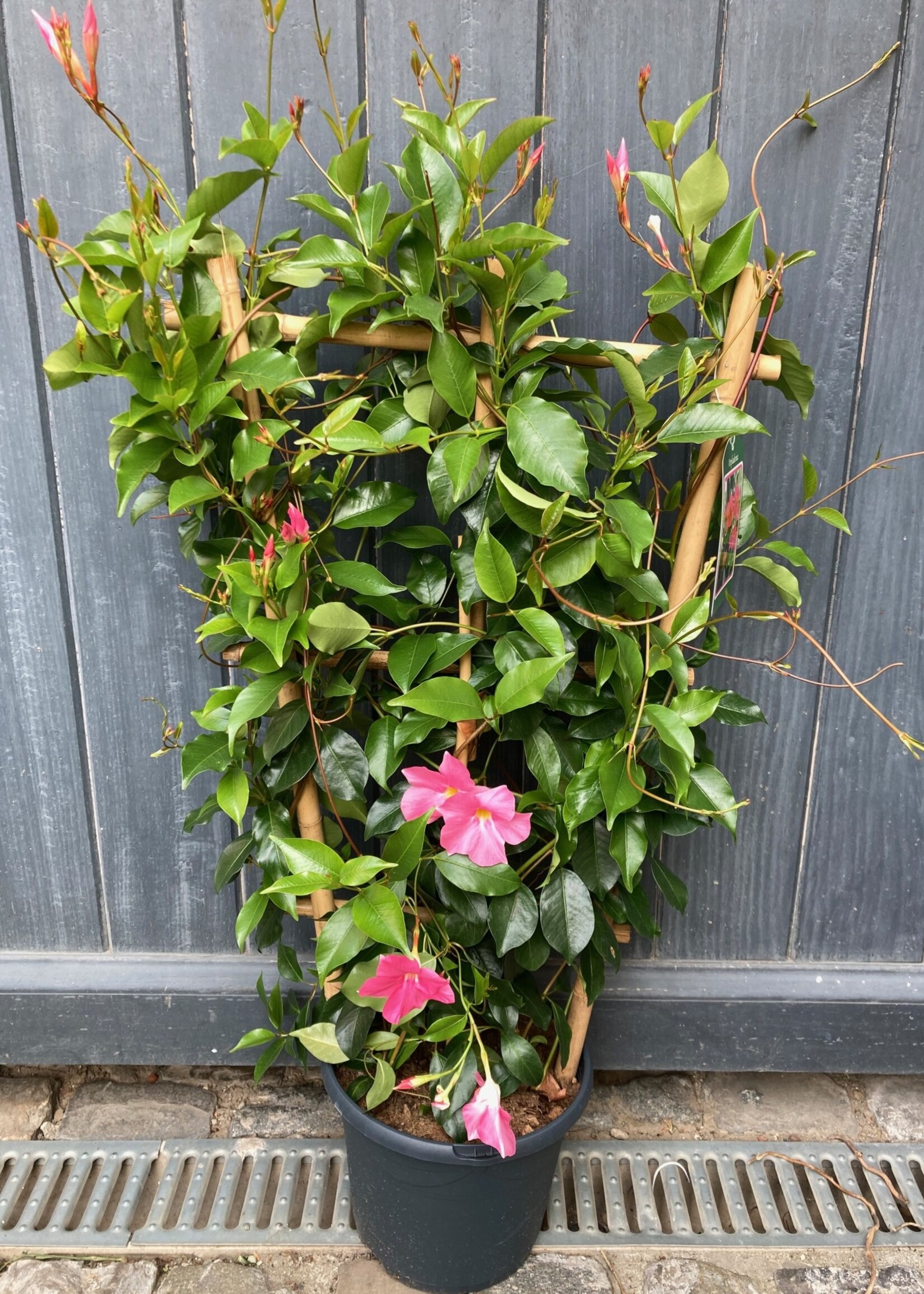 Dipladenia Roze ladder Ø23 cm h 80cm