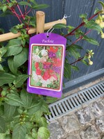 Fuchsia ladder Ø23 cm 80 cm