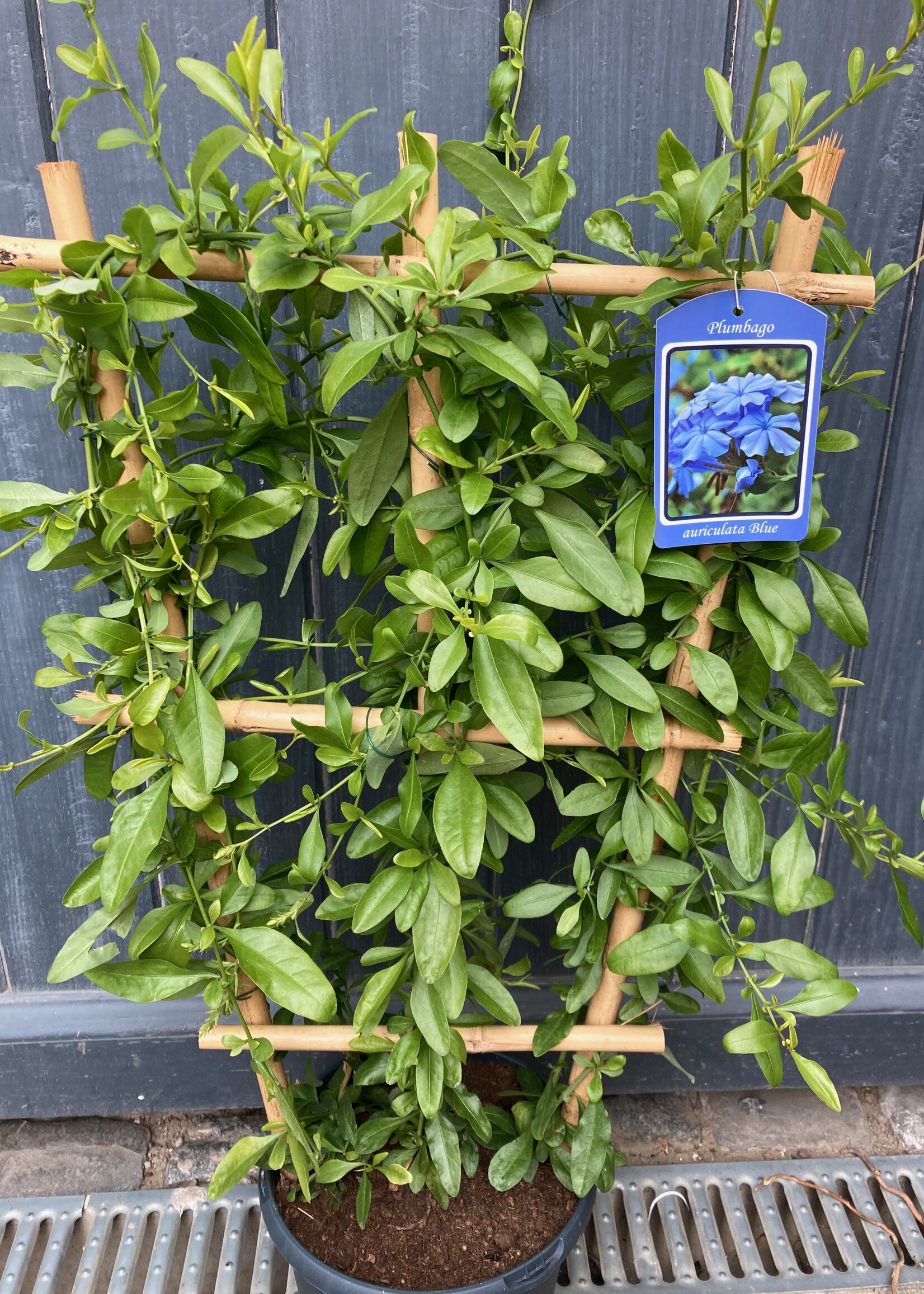 Plumbago ladder wit Ø23 h 80 cm