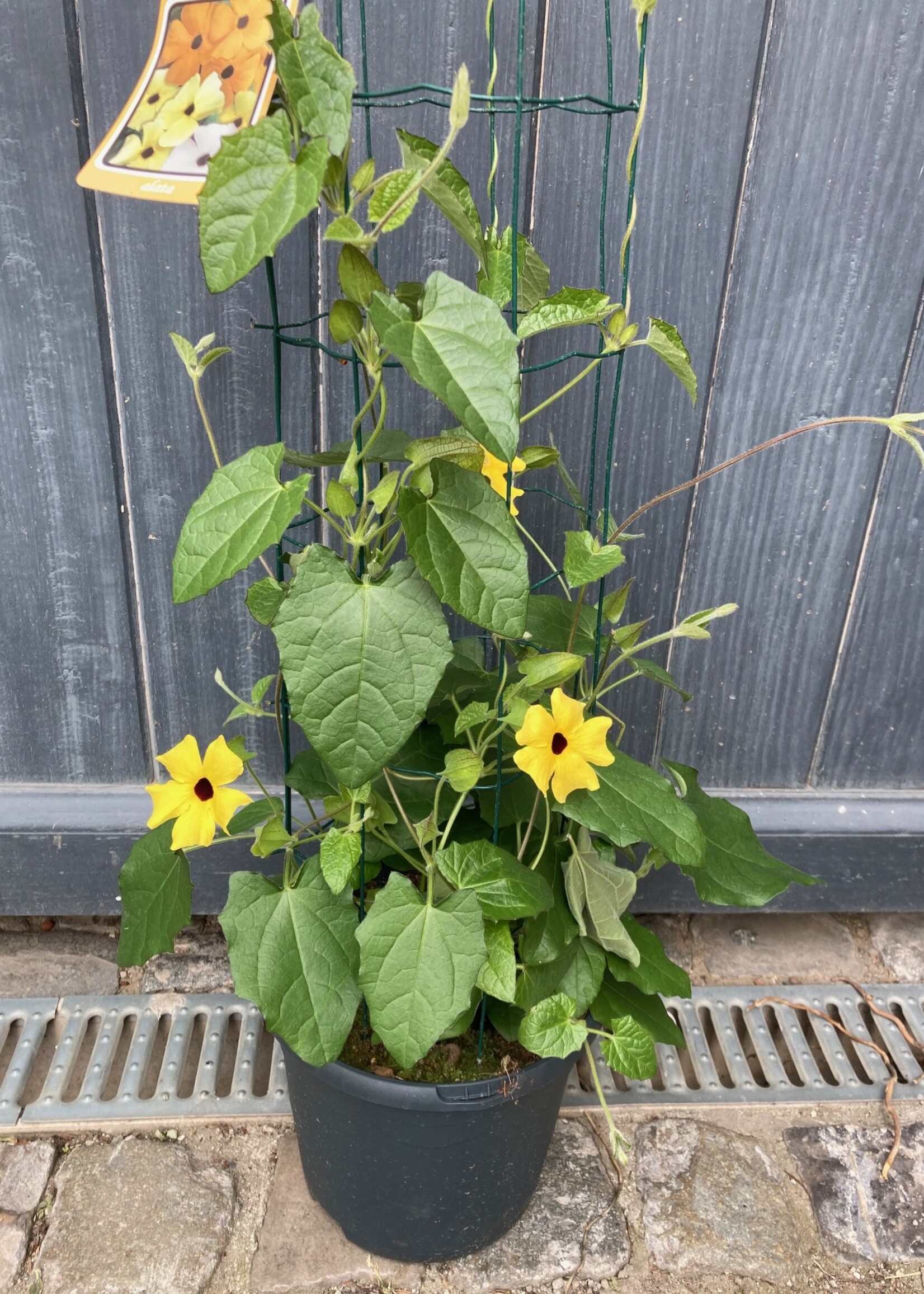 Thunbergia geel op draad (Suzanne-met-de-mooie-ogen) Ø 23 cm h 80 cm