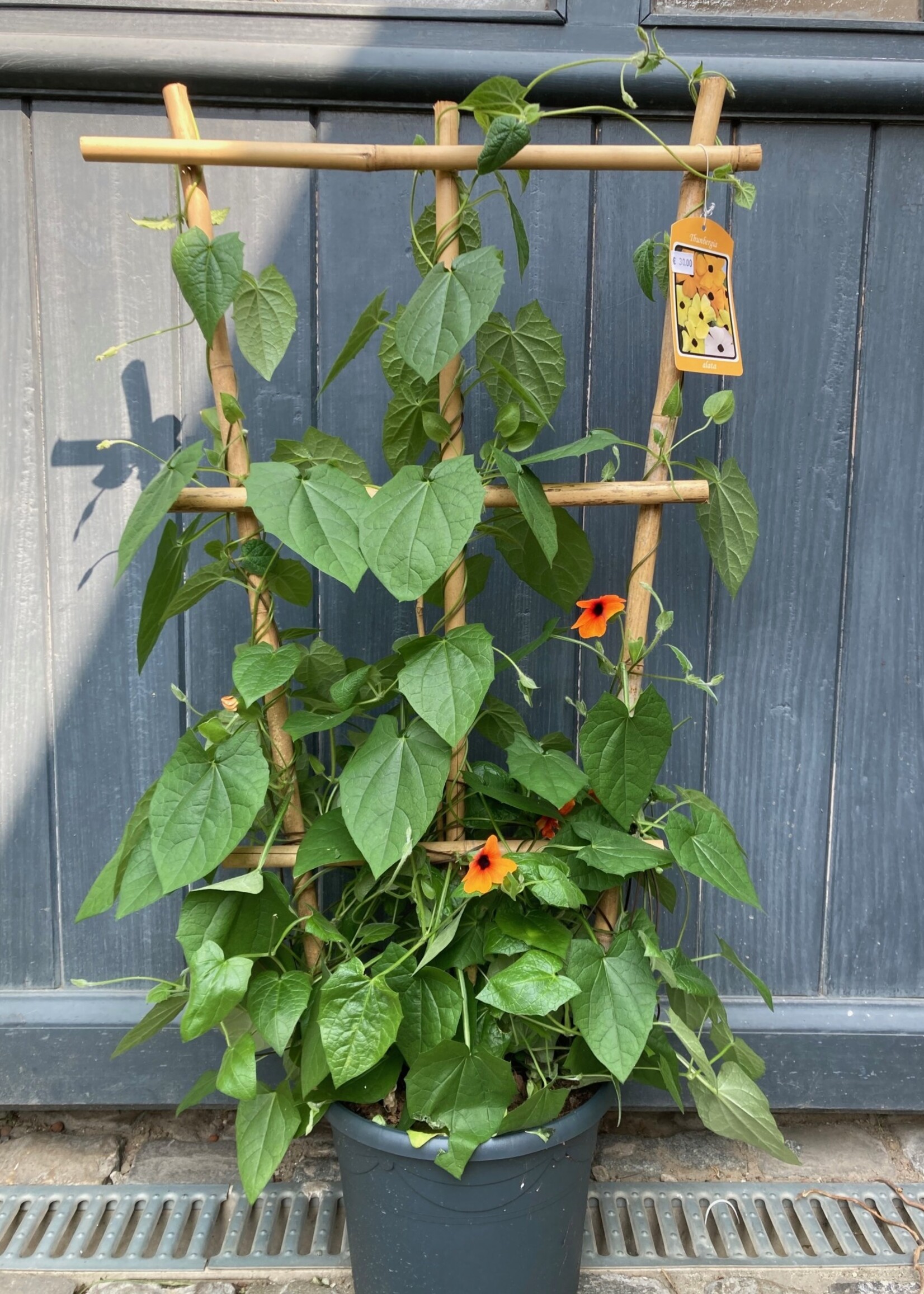 Thunbergia oranje (Suzanne-met-de-mooie-ogen) Ø 23 cm h 80cm