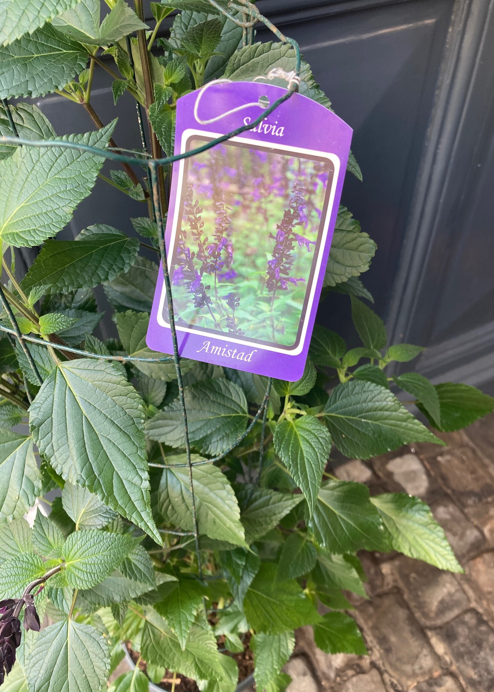 Salvia draadØ25cm h 100cm