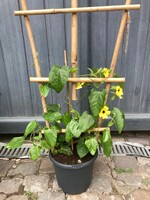 Thunbergia geel ladder Ø 23 cm h 80 cm