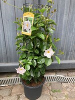 Dipladenia wit  op draad  Ø23 cm h80cm