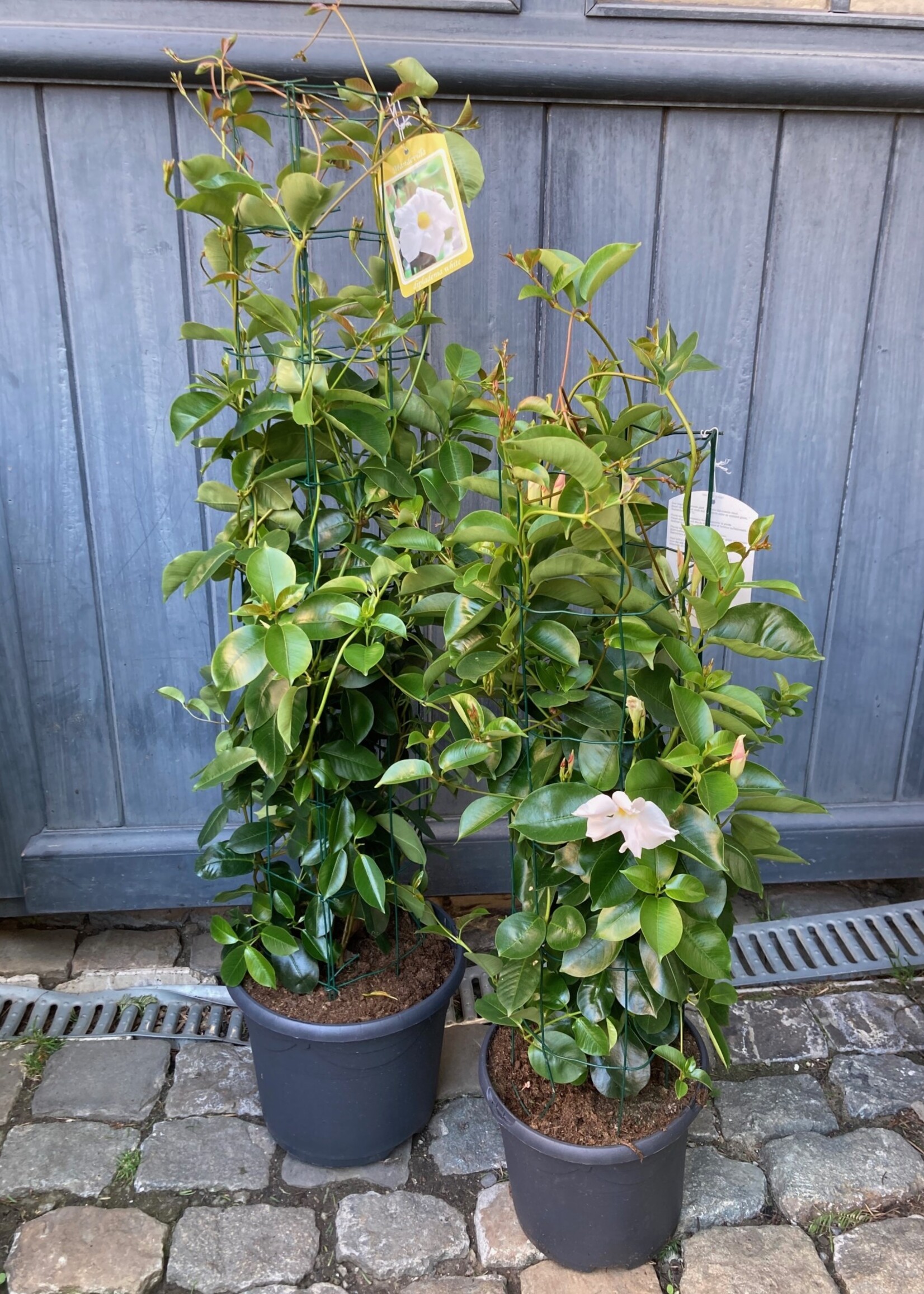 Dipladenia wit op draad Ø25 cm h 100cm