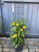 Thunbergia geel (Suzanne-met-de-mooie-ogen) Ø 25 cm h 100 cm