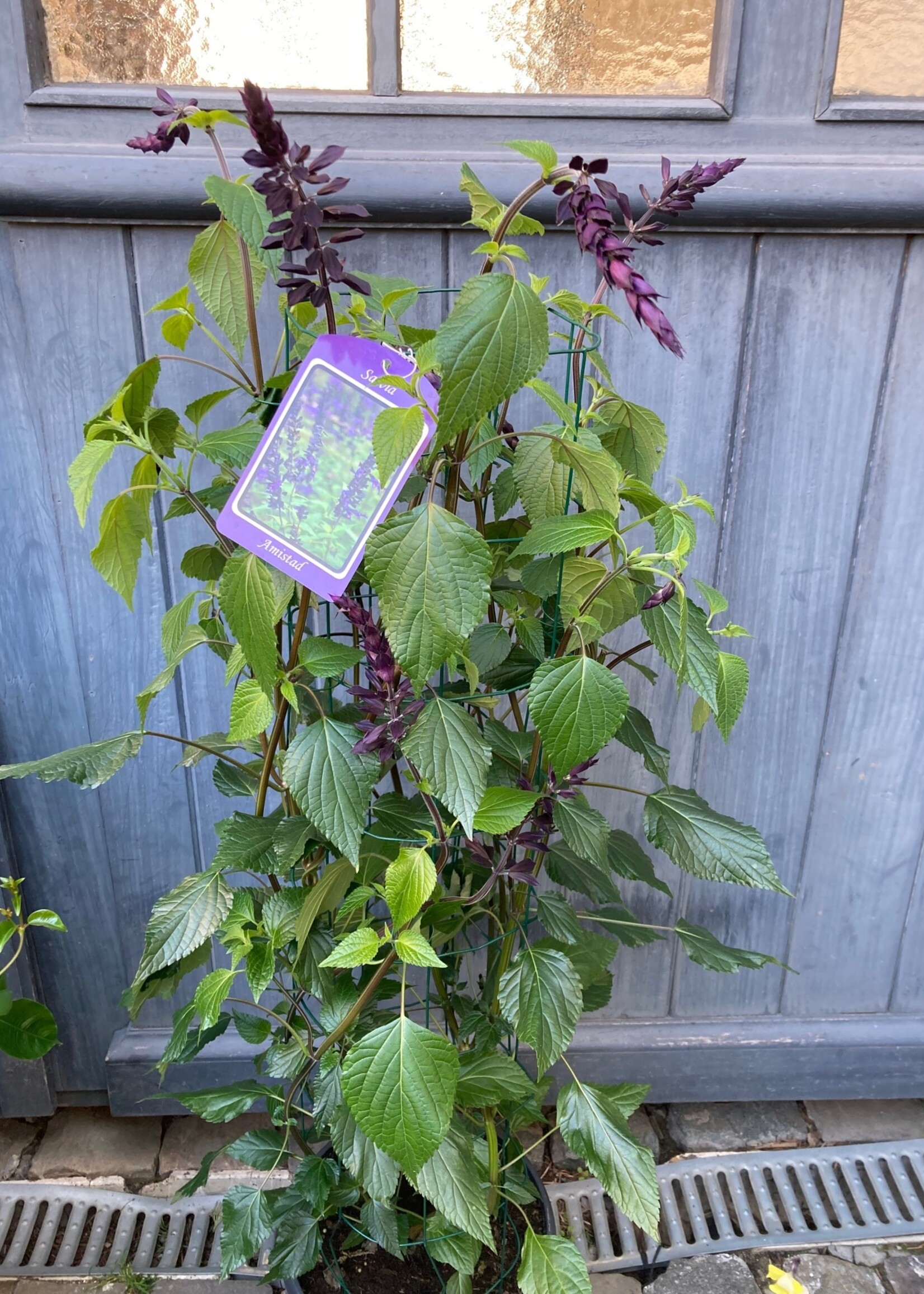 Salvia draadØ25cm h 100cm