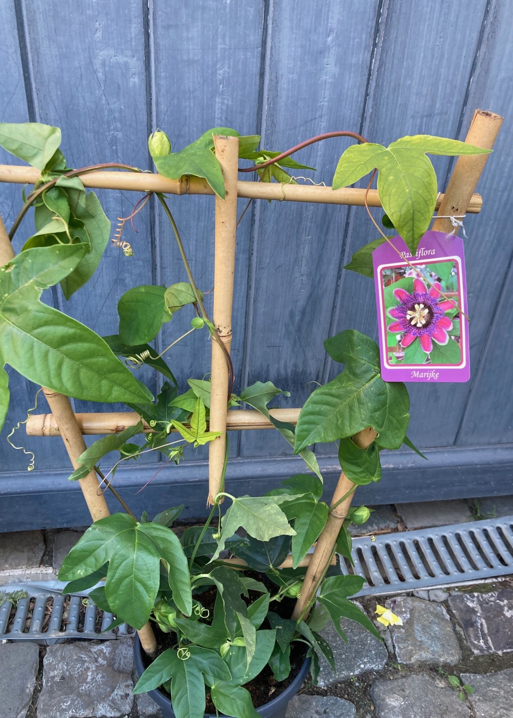 Passiflora paars op bamboeladder, hoogte 80 cm