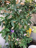 Passiflora Lavender lady op bamboeladder, hoogte 100 cm